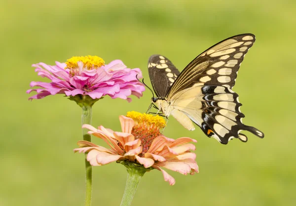 Γίγαντας πεταλούδα Swallowtail τρέφονται με μια ελαφριά πορτοκαλί Zinnia στον κήπο το καλοκαίρι — Φωτογραφία Αρχείου