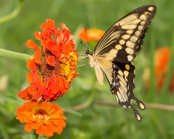 Borboleta de rabo de andorinha gigante alimentando-se de uma flor de Zinnia laranja, com suas asas superiores em movimento — Fotografia de Stock