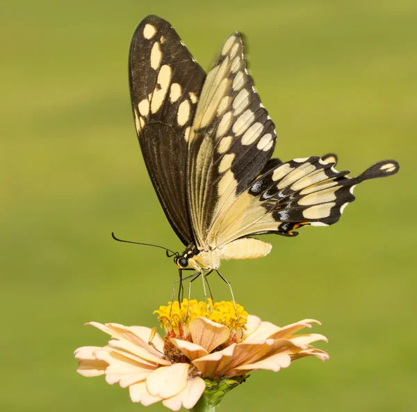 Giant Swallowtail mariposa alimentándose de un Zinnia naranja claro con fondo verde — Foto de Stock