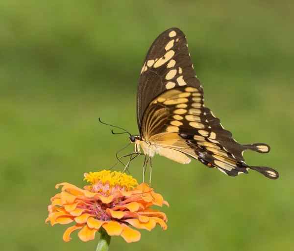 Farfalla gigante coda di rondine che si nutre di un arancio Zinnia againt sfondo verde estate — Foto Stock
