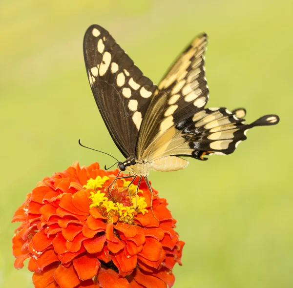 Hermosa mariposa de cola de golondrina gigante alimentándose de un Zinnia rojo brillante —  Fotos de Stock