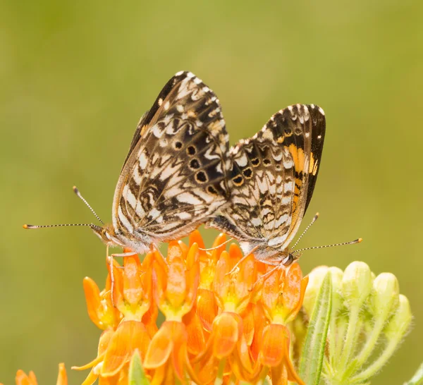 Butterflyweed 花の上に交尾 Gorgone Checkerspot 蝶カップル — ストック写真