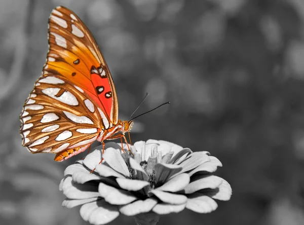 Vista ventral de uma borboleta Fritilária do Golfo que se alimenta de um Zinnia; mancha a cores em preto e branco — Fotografia de Stock