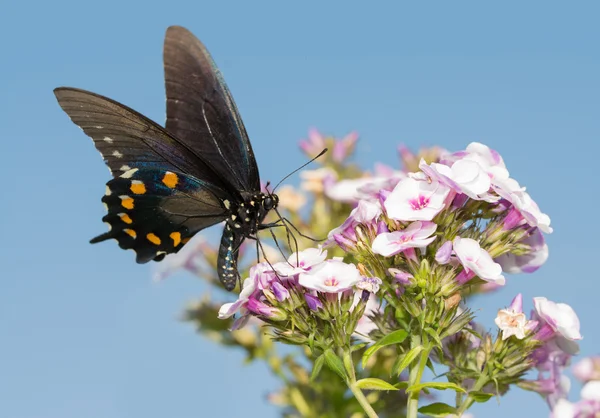 Phlox çiçekler açık mavi yaz gökyüzüne karşı beslenirler yeşil Swallowtail kelebek — Stok fotoğraf