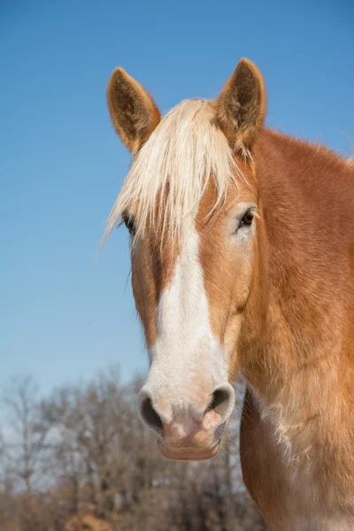 Knappe Belgische ontwerp paard hoofd op, kijken naar de kijker met een zachte uitdrukking — Stockfoto