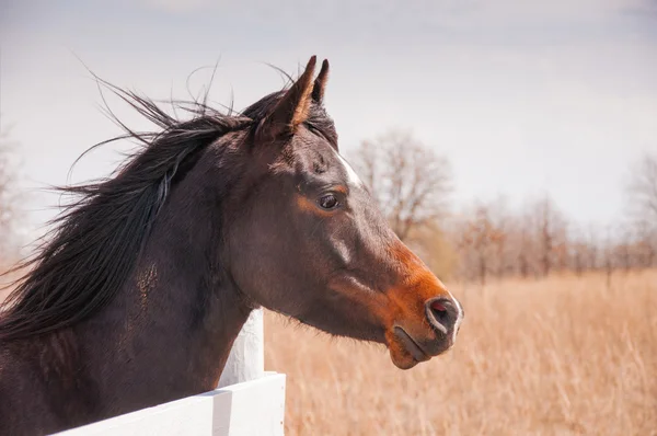 Dark bay Arabian horse looking over a white board fence on a sunny winter day with his mane blowing in the wind — Stock Photo, Image