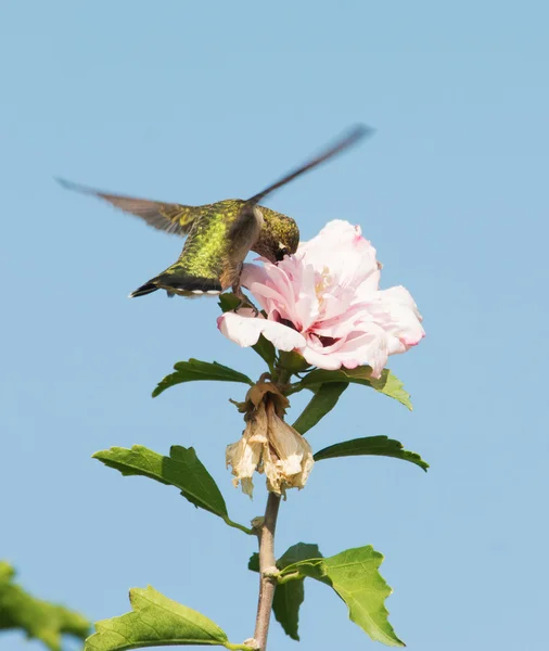 Kolibri ernährt sich im Schweben von einer hellrosa Blume mit blauem Himmelshintergrund — Stockfoto