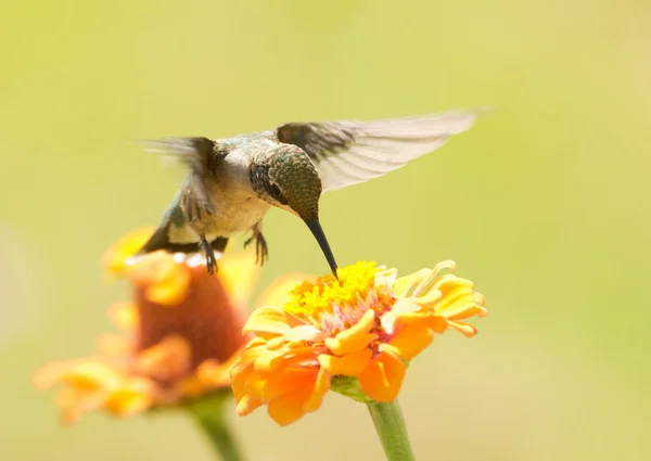 Kolibřík krmení na oranžový květ cínie, s pozadím v zářivě zelené letní — Stock fotografie