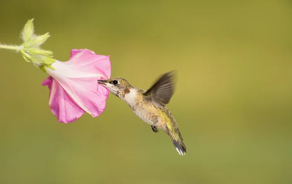 Juvenil macho Rubi-garganta Hummingbird alimentando-se de um rosa Manhã Glória flor — Fotografia de Stock
