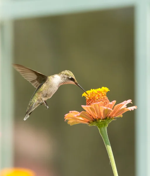 Hummingbird livnär sig på en Zinnia blomma ramar med en fönsterbakgrund — Stockfoto