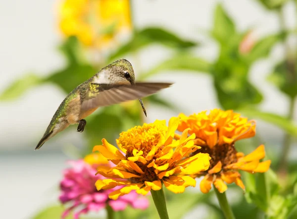 Beija-flor rubi-garganta alimentando-se de uma flor laranja brilhante Zinnia no jardim de verão — Fotografia de Stock