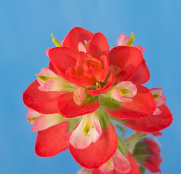 Primer plano de una flor de pincel indio de color rojo brillante contra el suelo de panadería azul —  Fotos de Stock