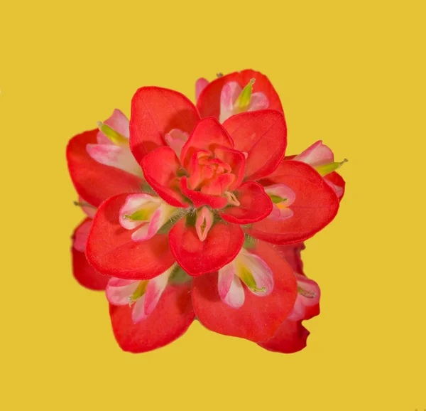 Flor roja brillante de una flor de pincel india, sobre fondo amarillo —  Fotos de Stock