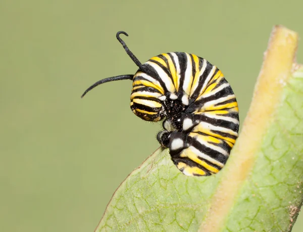 Zbliżenie, gąsienica monarchy karmienia na liściu Milkweed — Zdjęcie stockowe