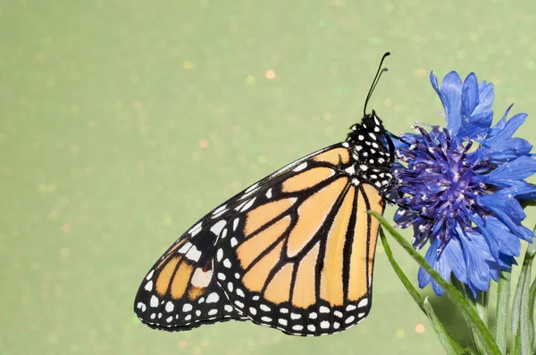 Papillon monarque reposant sur un bleuet bleu sur fond vert — Photo