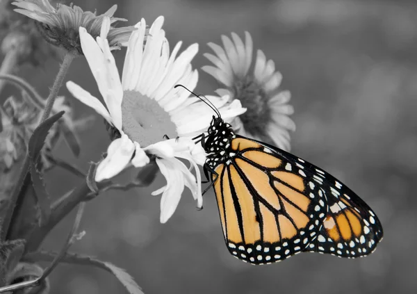 Papillon monarque mâle dans le jardin d'été ; tache de couleur sur noir et blanc — Photo