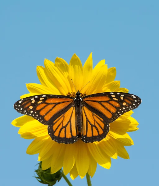 Female Monarch butterfly feeding on a wild sunflower against clear blue sky — Stock Photo, Image