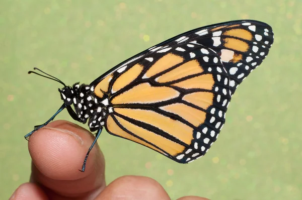 Borboleta monarca descansando em um dedo — Fotografia de Stock