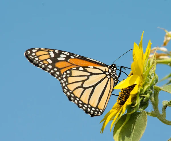 Monarchfalter auf einer wilden Sonnenblume — Stockfoto