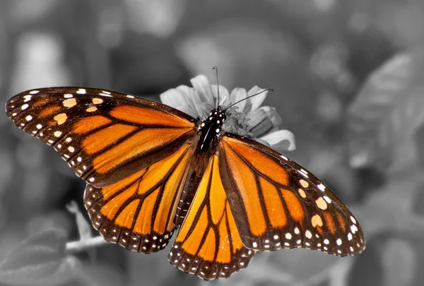 Vista dorsal de una mariposa monarca hembra alimentándose de la flor de Zinnia; mancha de color en blanco y negro — Foto de Stock