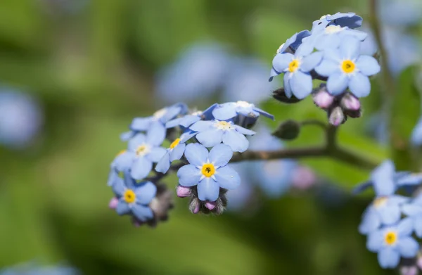 Małe niebieskie Niezapominajka kwiat kwitnący w spring garden — Zdjęcie stockowe