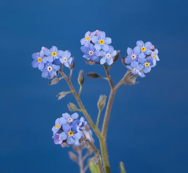 青い背景に可憐なワスレナグサの花 — ストック写真