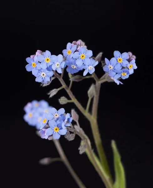 Pequeñas flores azules Forget-me-not sobre fondo oscuro —  Fotos de Stock