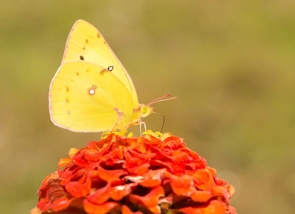 Leuchtend gelb orange Schwefel Schmetterling ernährt sich von einer dunkelorangefarbenen Zinnia Blume im Herbst Garten — Stockfoto