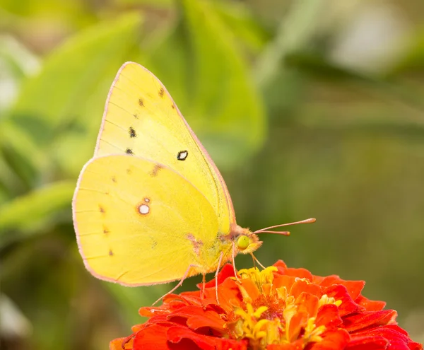 Closeup of an Orange Sulphur butterfly feeding in fall garden — Stock Photo, Image