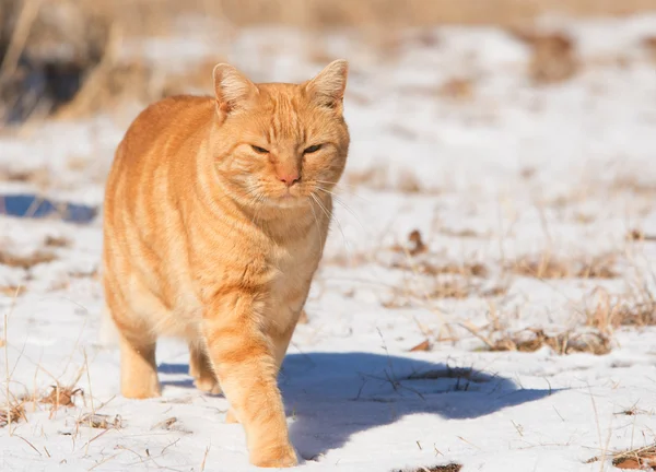 Oranžová mourovatá kočka chůzi ve sněhu v jasném slunci — Stock fotografie