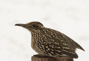 Büyük Roadrunner bir yazı üzerine oturan av, karlı arka plan için bekliyor
