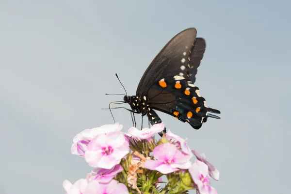 Pipevine Swallowtail butterfly feeding on pink Phlox flowers against partly cloudy summer sky — Stock Photo, Image