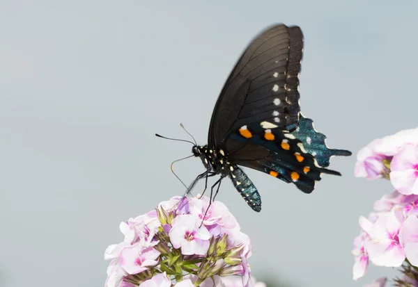 Πεταλούδα Pipevine Swallowtail σε ροζ Phlox ανθίζει στο φως του ήλιου το καλοκαίρι — Φωτογραφία Αρχείου