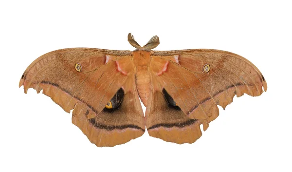 Polyphemus moth isolé sur blanc — Photo