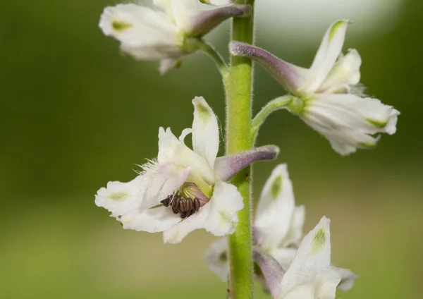 白い草原ラークスパー、野生のネイティブ草原植物のクローズ アップ — ストック写真