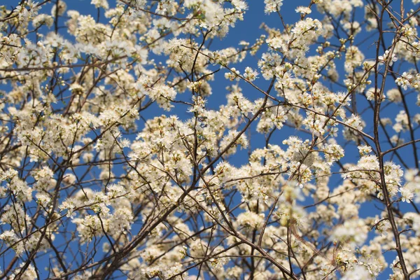 Ciruelas silvestres floreciendo con racimos de flores blancas contra el cielo azul de primavera, esparciendo polen en el aire —  Fotos de Stock