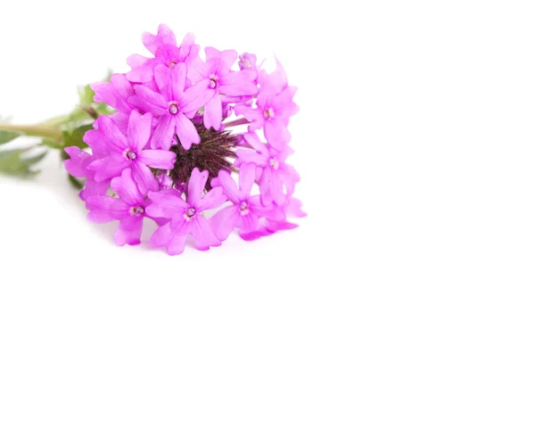 Фиолетовая вербена на белом, с пространством для копирования — стоковое фото