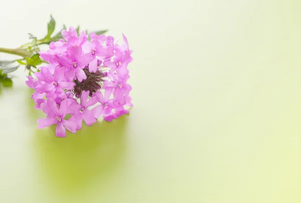Purple Prairie Verbena flower on gradient green background — Stock Photo, Image