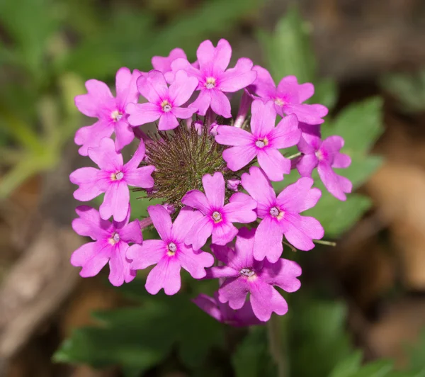 Purple Prairie Verbena en su hábitat nativo en primavera —  Fotos de Stock