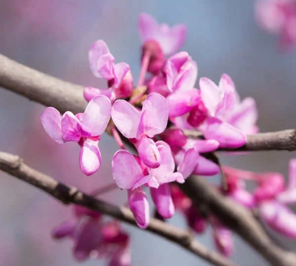 Encerramento das flores minúsculas da árvore do Redbud Oriental na primavera — Fotografia de Stock