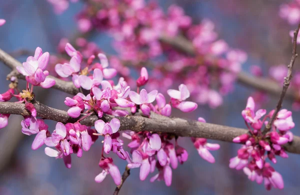 Różowe kwiaty na wschodniej Redbud Drzewo wczesną wiosną — Zdjęcie stockowe