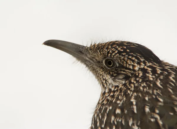 Primo piano di un Roadrunner maggiore, Geococcyx californianus, in attesa di preda sullo sfondo innevato — Foto Stock