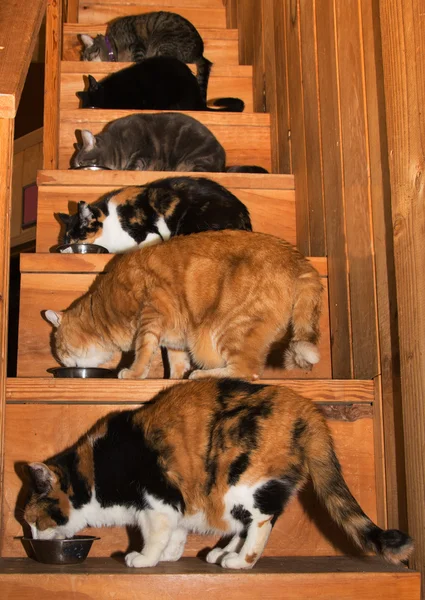 Six cats eating dinner on stairs — Stock Photo, Image