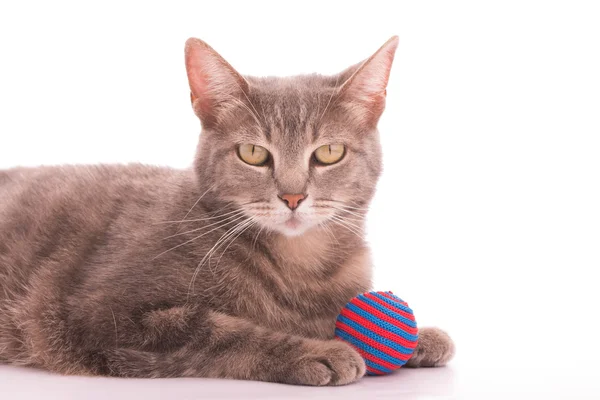 Blå tabby katt med en röd och blå randiga ball, på vitt — Stockfoto