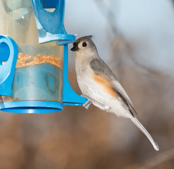 Titmouse touffue à une mangeoire d'oiseaux en hiver — Photo