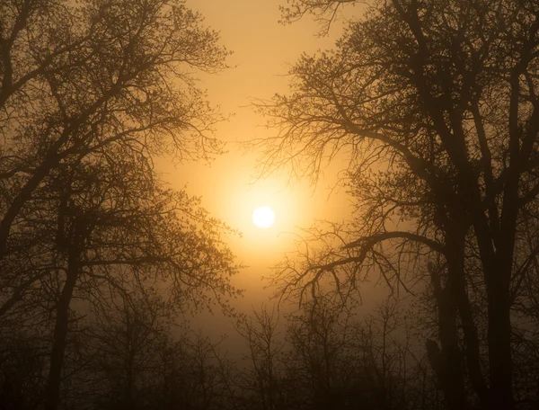 Солнце встает сквозь густой туман, окруженный деревьями ранней весной, в богатом сепийском тоне — стоковое фото