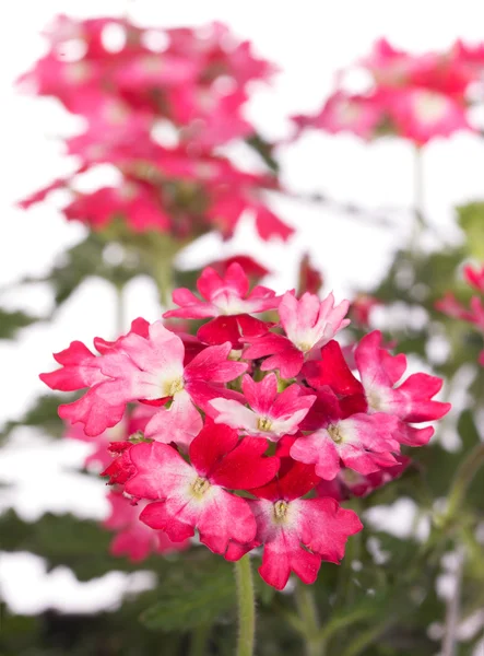Zwei getönte Eisenkraut-Blüten in rosa und rot — Stockfoto