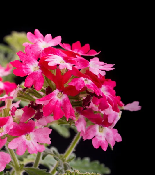 Két tónusú, rózsaszín és piros Verbena virág sötét háttér — Stock Fotó