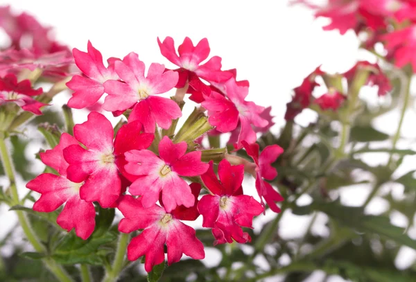 Primer plano de dos flores de verbena tonificadas en rojo y rosa —  Fotos de Stock