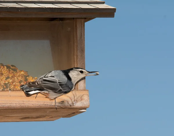 White-breasted Nuthatch getting seeds from a feeder in winter — Stock Photo, Image